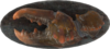FO4-Mounted-Mirelurk-Claw.png