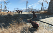 FO4 Pack of Wild Dogs.png