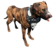 Fo4 dog.png