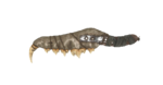 Fallout 76 Weapon Cryptid Jawbone Knife front.png