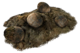 Deathclaw eggs.png