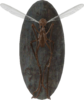 FO4-Mounted-bloodbug.png