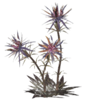 FO76 Thistle plant nif.png